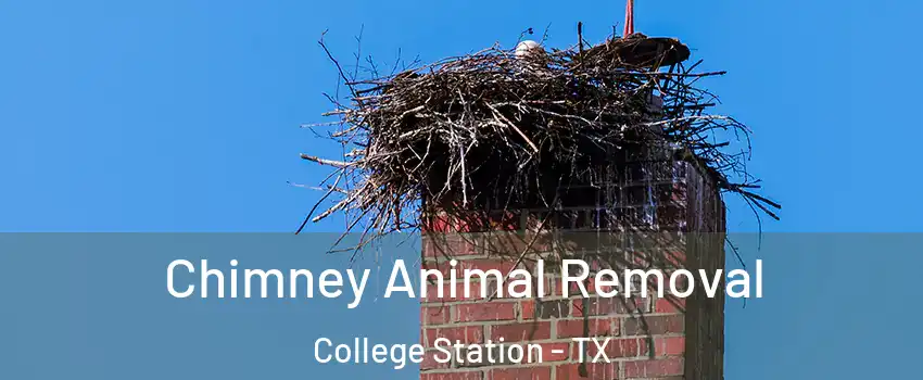 Chimney Animal Removal College Station - TX