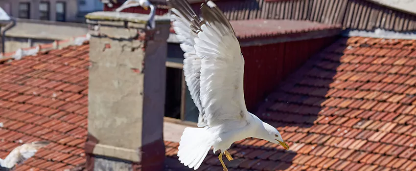 Residential Chimney Animal Removal Solution in College Station, TX